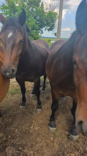 Cai de vânzare  - imagine 4