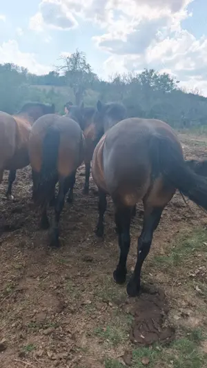 Cai de vânzare  - imagine 2