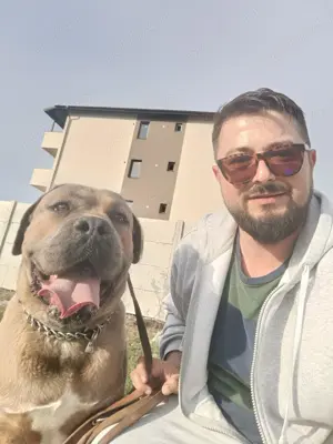 Cane corso - Formentino - 2 ani si 7 luni - imagine 3