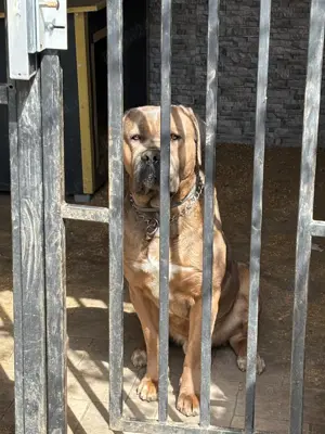 Cane corso - Formentino - 2 ani si 7 luni