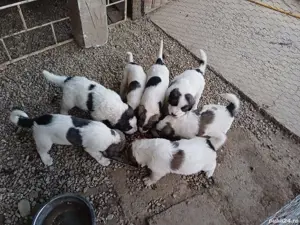 Ciobanesc de bucovina căutăm caeuta