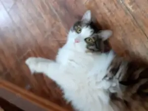 Donez pisoi deosebit de 4 ani sterilizat. - imagine 4