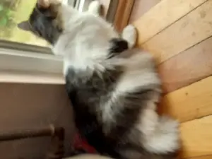 Donez pisoi deosebit de 4 ani sterilizat. - imagine 5