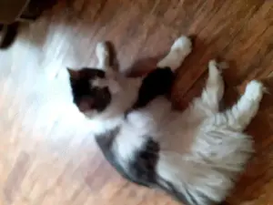 Donez pisoi deosebit de 4 ani sterilizat. - imagine 6