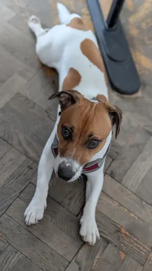 Mascul Jack Russel in cautare de partenera