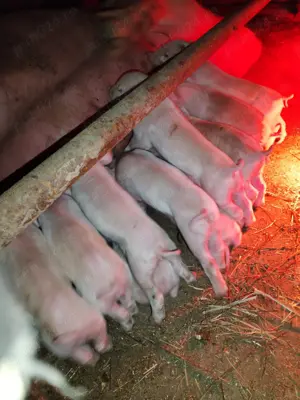 Vând scroafe gestante 