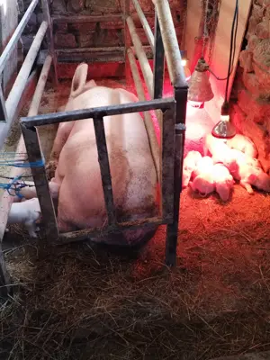 Vând scroafe gestante  - imagine 4