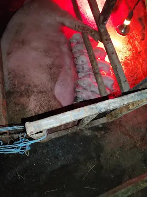 Vând scroafe gestante  - imagine 5