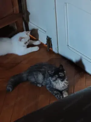 Pisica persana exotic extremal tortie  - imagine 2