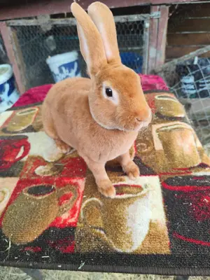 Iepuri Rex Albastru, Castor și Galben