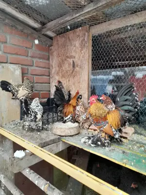Pui și păsări mature din matca 2025 din rase pitice și brahma uriaș - imagine 4