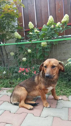 Adopție cățelușă șoricar