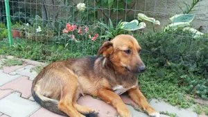 Adopție cățelușă șoricar - imagine 3