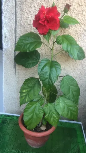 Plante ornamentale: trandafir japonez