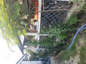 Casa de vanzare Sannicolau Mare  - imagine 3