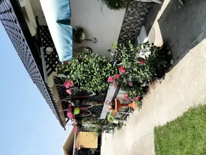 Casa de vanzare Sannicolau Mare  - imagine 8