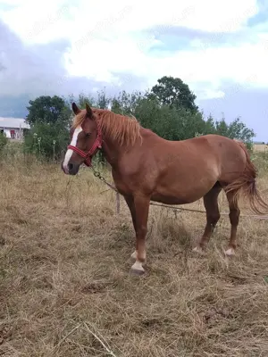 Iapa gestanta de vanzare