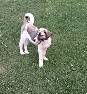 Căței asia Centrală  - imagine 3