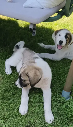 Căței asia Centrală  - imagine 4