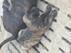 Vand catei presa canario  - imagine 3