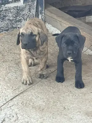 Vand catei presa canario  - imagine 2