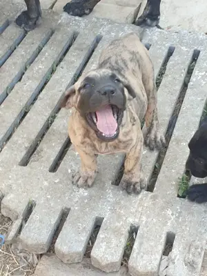 Vand catei presa canario  - imagine 4