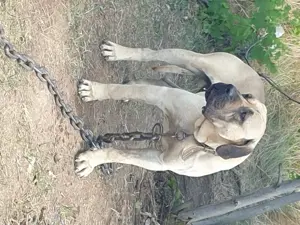 Vand catei presa canario 