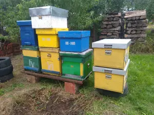 lazi   stupi 12 si 10 rame