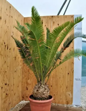 Cycad Dioon edule, plantute albastrui...predare personala