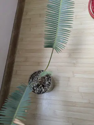 Cycad Dioon edule, plantute albastrui...predare personala - imagine 2