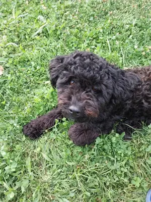 Mascul bichon negru pentru monta, Targu-Jiu