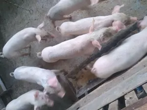 Vând purcei de 8 săptămâni frumoși  - imagine 2