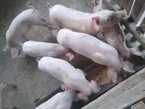 Vând purcei de 8 săptămâni frumoși 
