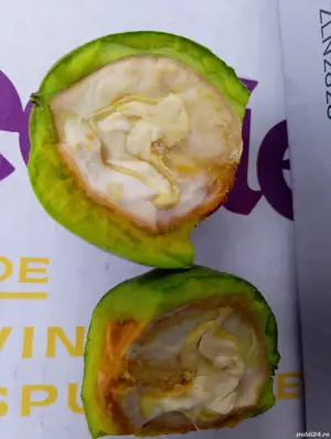 nuci verzi cum miezul de nucă verde 100% bio deosebit de mari - imagine 3