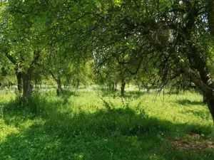 UNIC ! 5000 mp Muscel Câmpina, "Fantana cu ciresi",Voila,  pădure, ideal vile pensiuni - imagine 2
