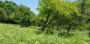 UNIC ! 5000 mp Muscel Câmpina, "Fantana cu ciresi",Voila,  pădure, ideal vile pensiuni - imagine 4