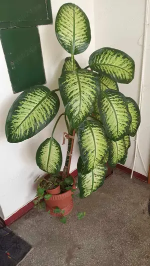 Planta apartament foarte frumoasa!