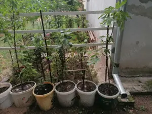 pomi fructiferi trandafiri butași bulbi de crini regali imperiali totul este altoi