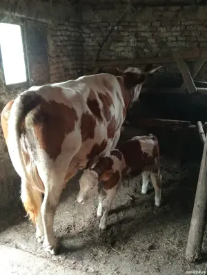 vaci cu lapte cu si fara vitel