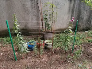 pomi fructiferi trandafiri butași bulbi de crini regali imperiali totul este altoi - imagine 3