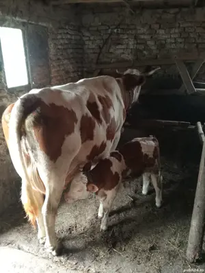 vaci cu lapte cu si fara vitel - imagine 2