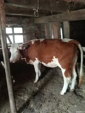 vaci cu lapte cu si fara vitel - imagine 4