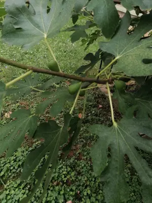 pomi fructiferi trandafiri butași bulbi de crini regali imperiali totul este altoi - imagine 5