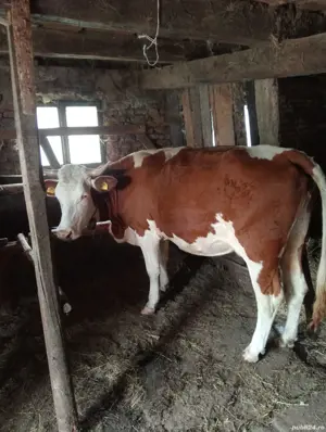 vaci cu lapte cu si fara vitel - imagine 3