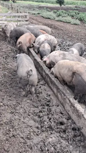 Porci de vanzare - imagine 2