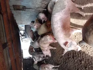 Vand porci de la 120 la 200kg