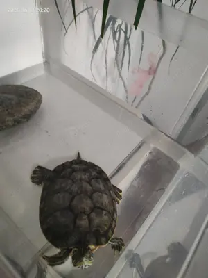 Vând Broască Țestoasă cu acvariu și filtru de curățare.  - imagine 3 Vând Broască Țestoasă cu acvariu și filtru de curățare.  - imagine 3