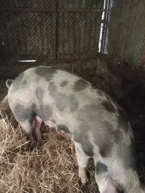 Vând purcea duroc cu pietran