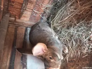 iepuri de vanzare  - imagine 3 iepuri de vanzare  - imagine 3