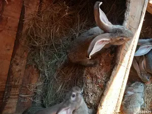 iepuri de vanzare  - imagine 4 iepuri de vanzare  - imagine 4